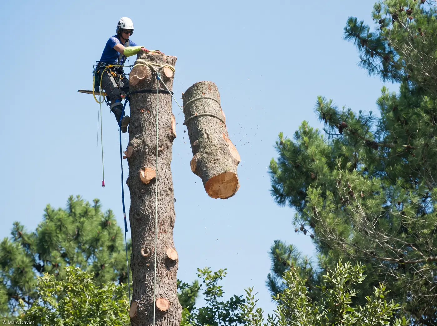 Artisans chargeant le bois d'un arbre abattu dans un camion benne