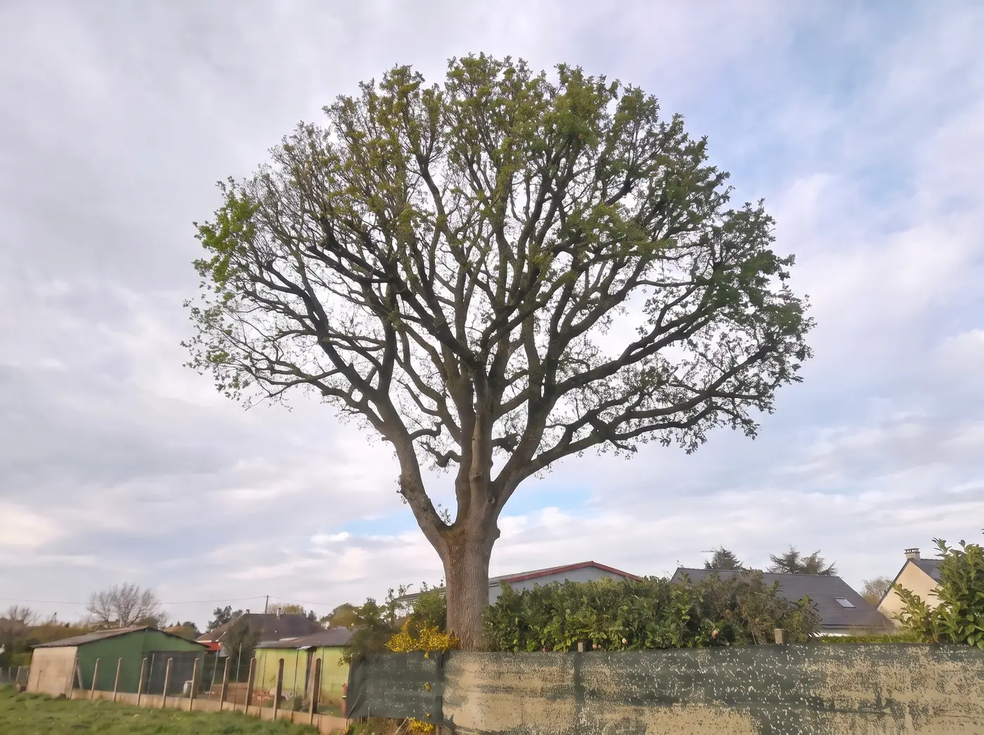 Le même arbre après la taille, ramure éclaircie et tronc dégagé