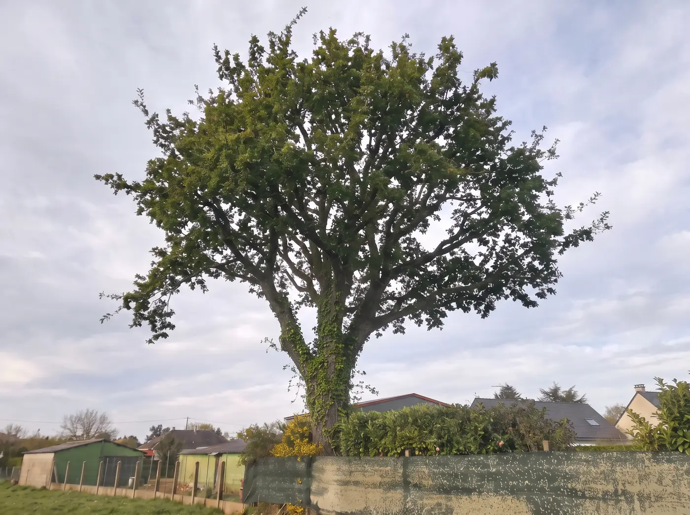 Grand arbre touffu avant la taille, tronc couvert de lierre